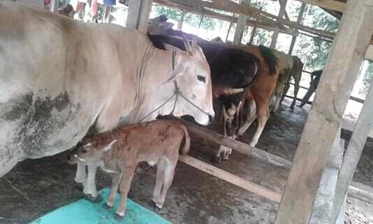 Sapi Limousin, Hewan Peliharaan Warisan Abah!