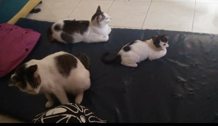 Kucing Ane : Dulu Telantar, Kini Jadi Kesayangan