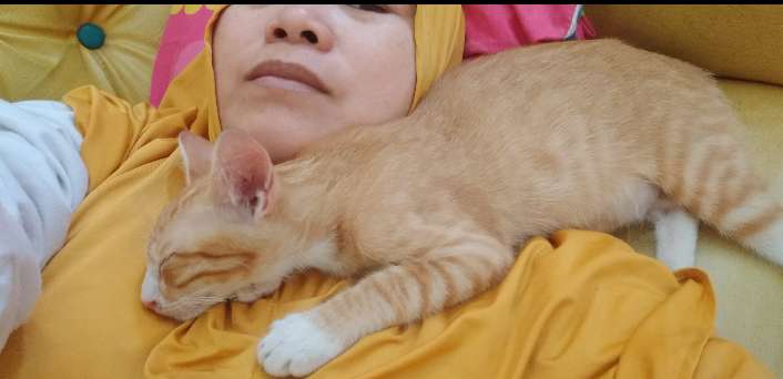 Kucing Ane : Dulu Telantar, Kini Jadi Kesayangan