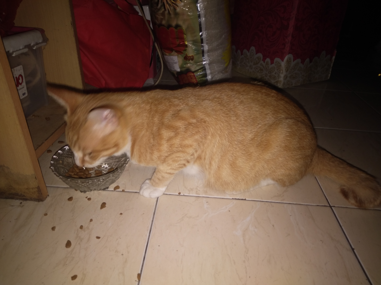 Kucing Ane : Dulu Telantar, Kini Jadi Kesayangan