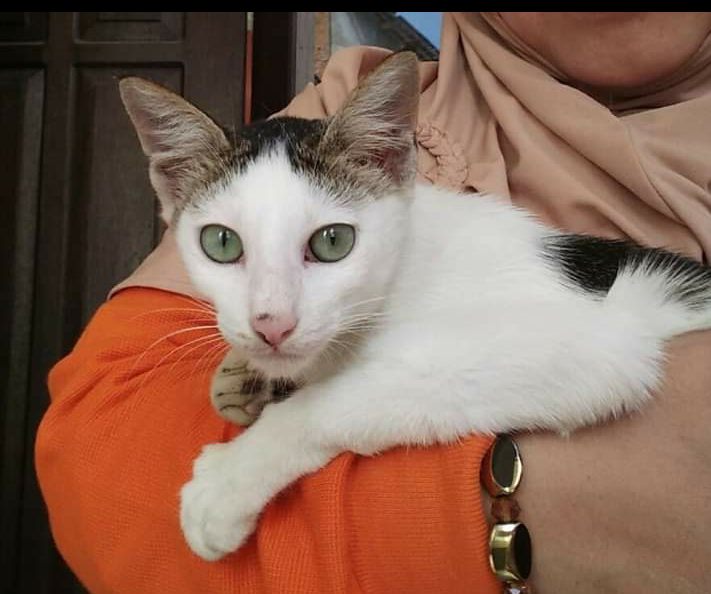 Kucing Ane : Dulu Telantar, Kini Jadi Kesayangan