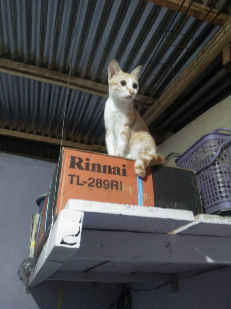 Kucing Teman dalam Rumah