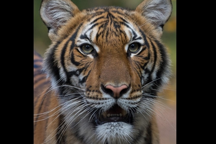 Nadia, Harimau Pertama Terinfeksi Corona