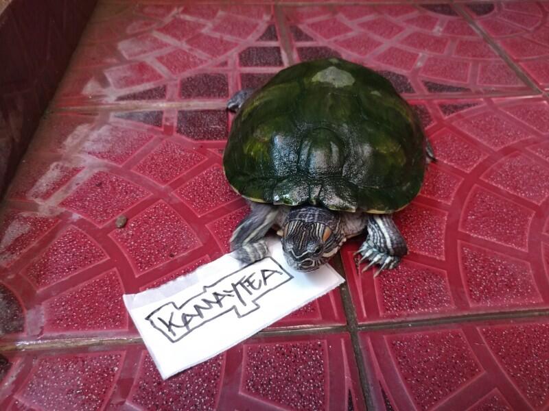 Asyiknya Bermain Bersama Kura-Kura Brazil Yang Sudah Ane Pelihara 9 Tahun Gan !