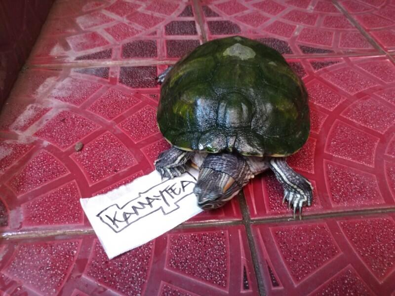 Asyiknya Bermain Bersama Kura-Kura Brazil Yang Sudah Ane Pelihara 9 Tahun Gan !