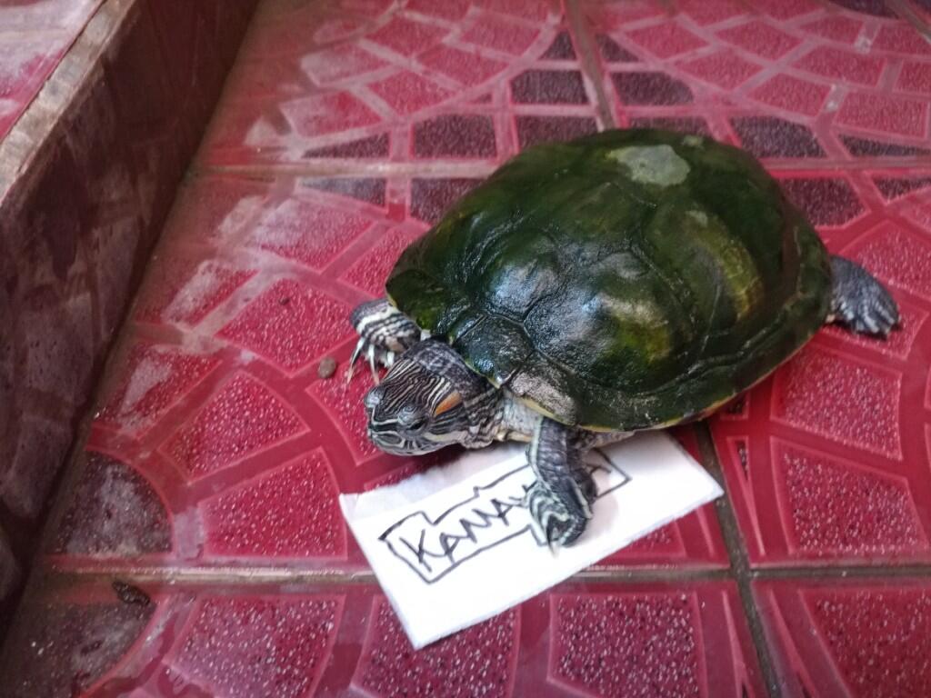 Asyiknya Bermain Bersama Kura-Kura Brazil Yang Sudah Ane Pelihara 9 Tahun Gan !