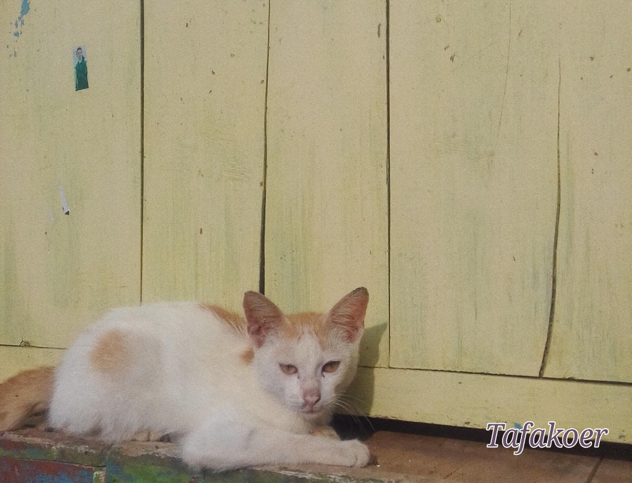 Si Putih, Kucing Kesayangan Ane dan Keluarga Ane