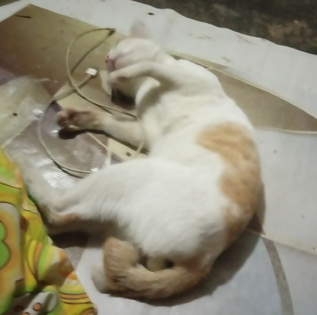 Setiap Hari Dirumah, Setiap Hari Juga Diseruduk Kucing