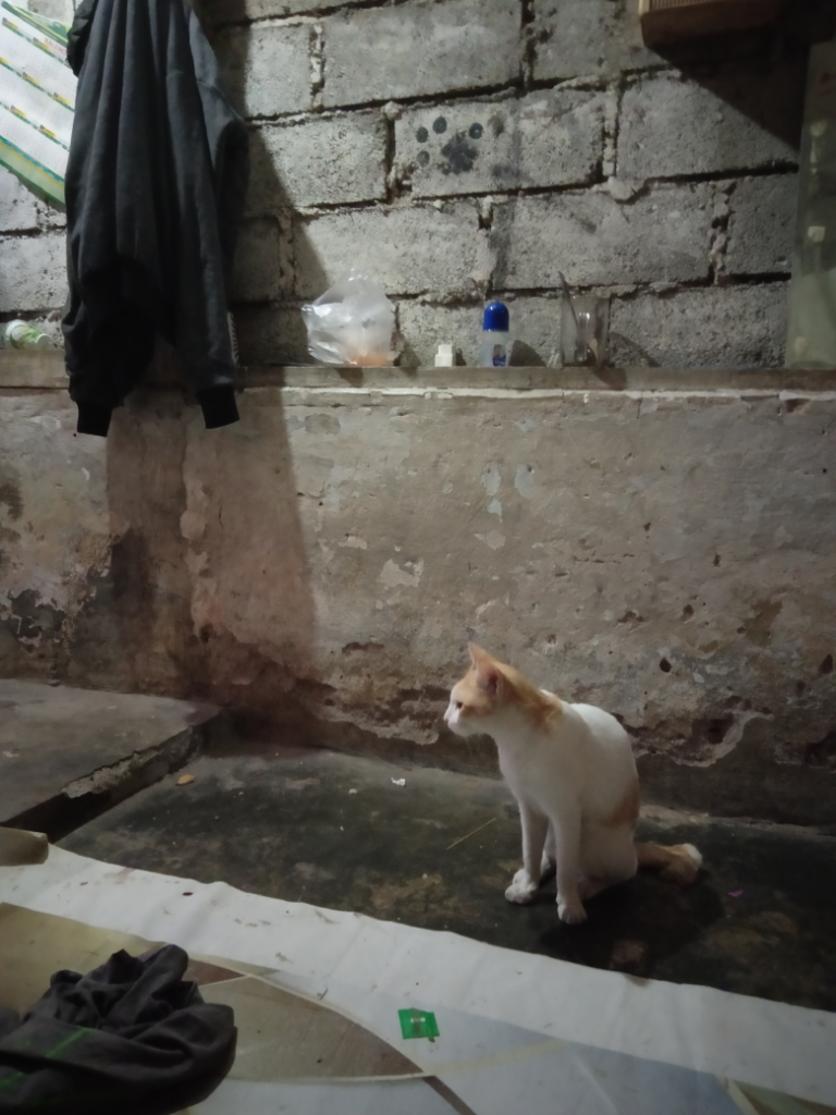 Setiap Hari Dirumah, Setiap Hari Juga Diseruduk Kucing