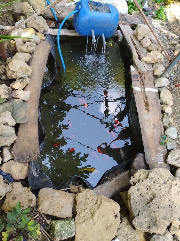 Ikan Koi Ikan Keberuntungan? Yuk Pelihara Hewan Mumpung Dirumah