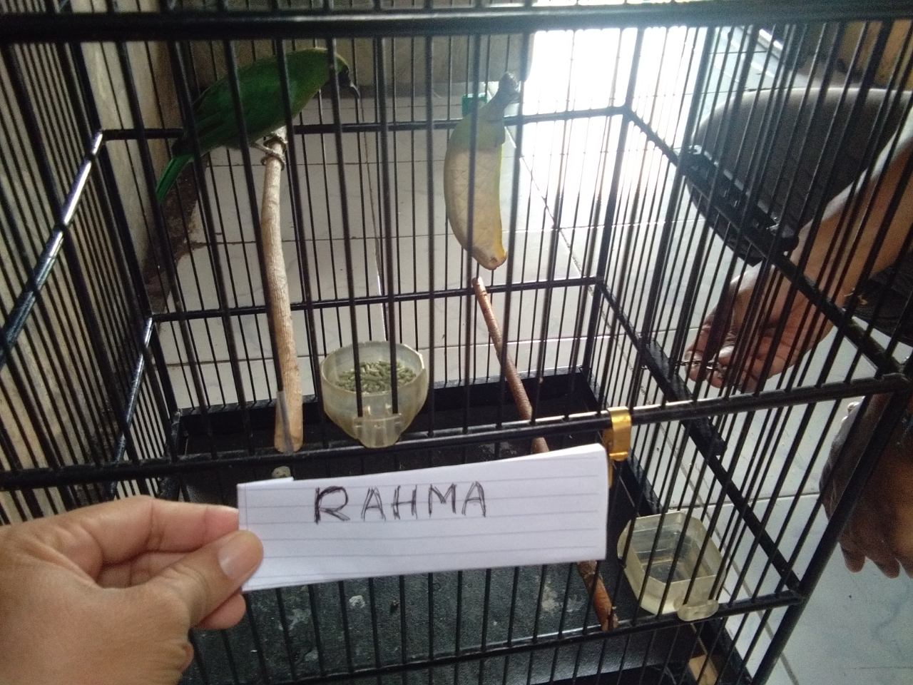 Petrik Cucak Ijo Sang Jawara