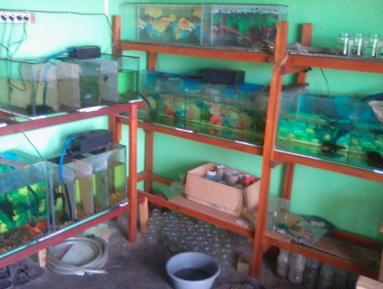 Rumahku Sudah Macam Kebun Binatang