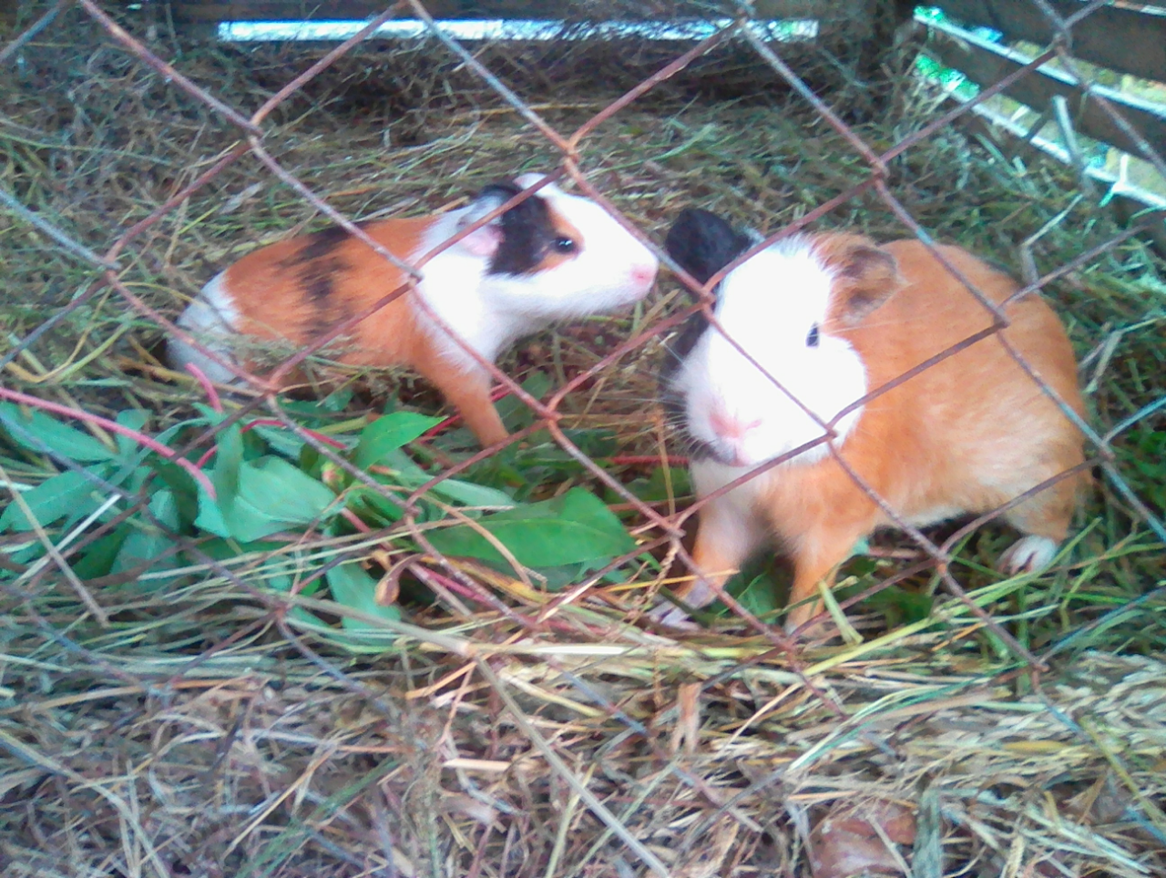 Rumahku Sudah Macam Kebun Binatang
