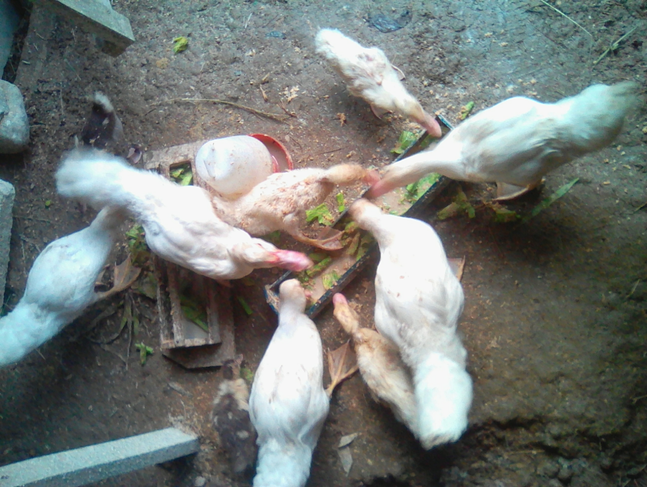 Rumahku Sudah Macam Kebun Binatang