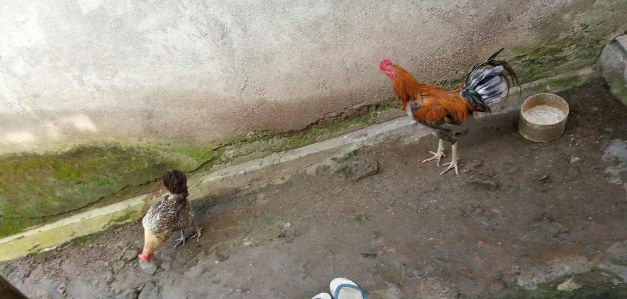 Memelihara Ayam Kampung Versi Rumahan | KASKUS