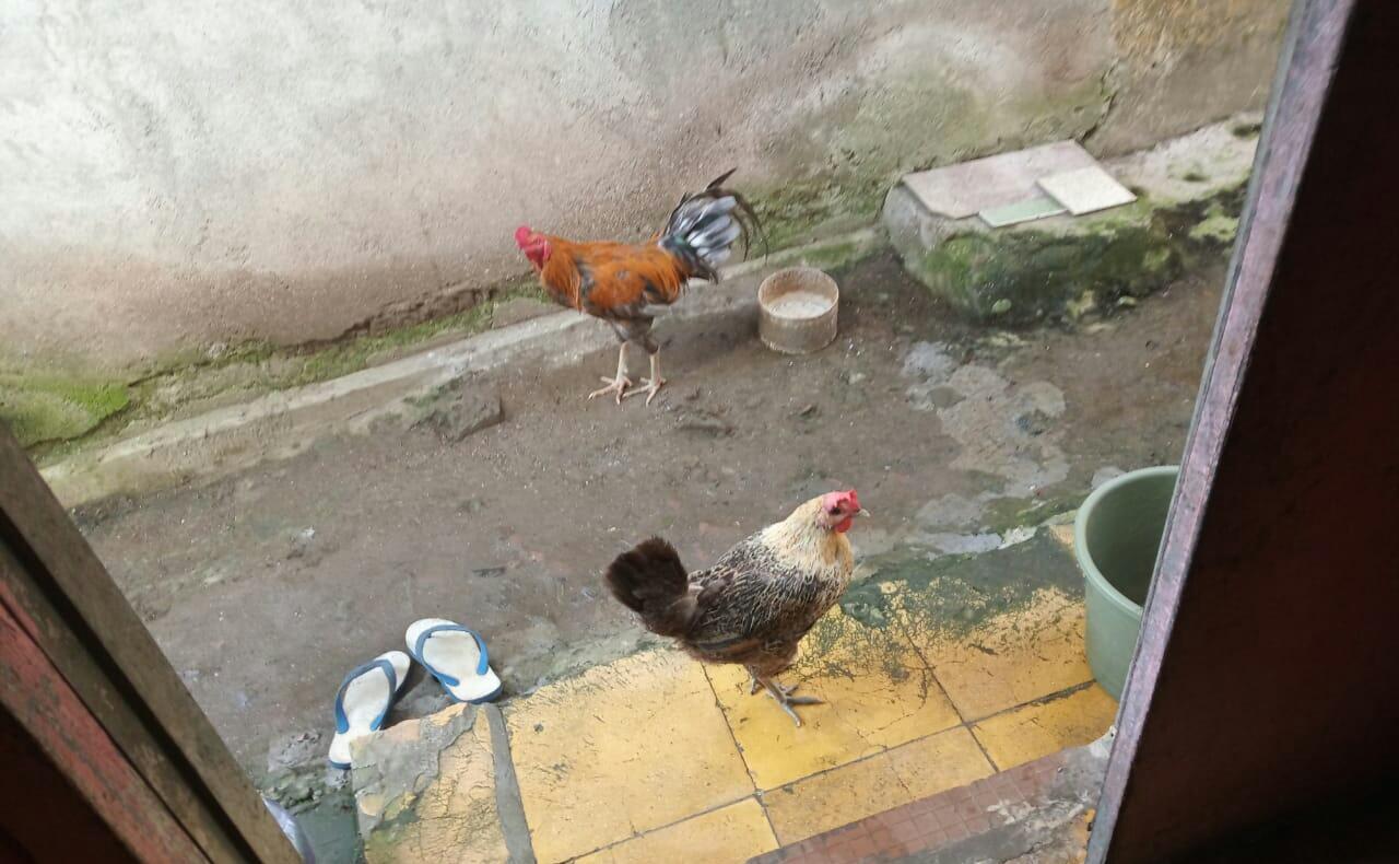 Memelihara Ayam Kampung Versi Rumahan 