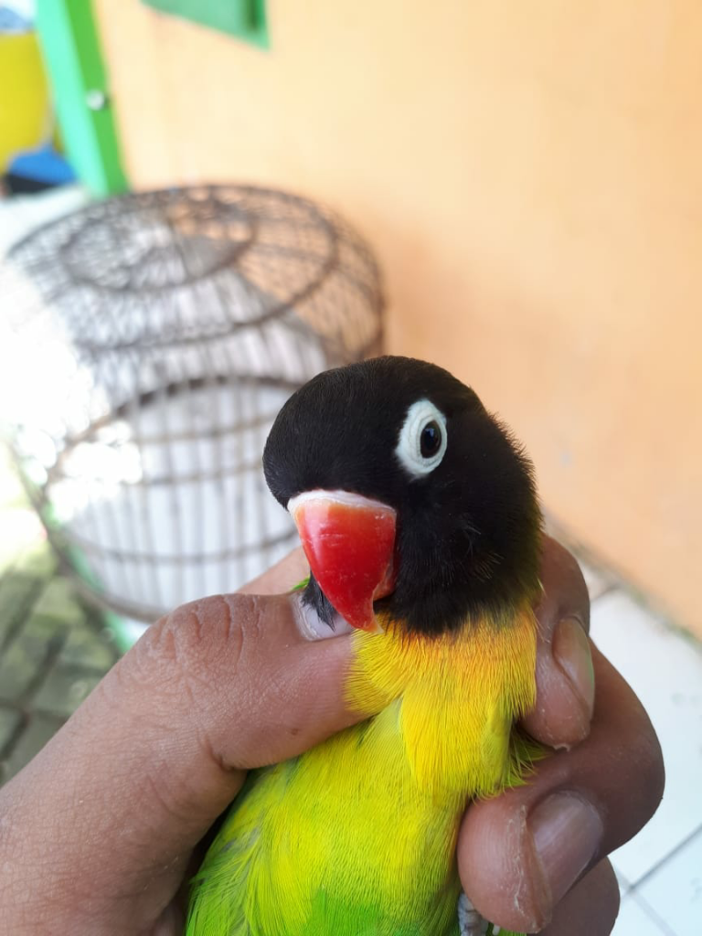 Seperti Setianya Lovebird, Aku Menjadi Jatuh Cinta