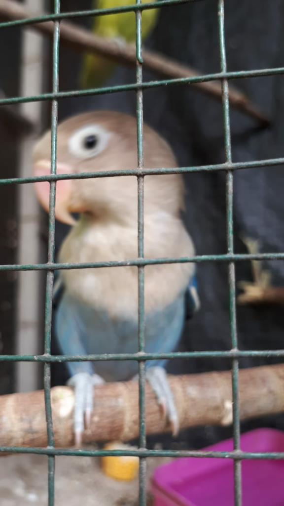 Seperti Setianya Lovebird, Aku Menjadi Jatuh Cinta