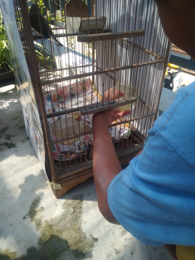 Lovebird dan Kenari, Pelepas Jenuh Kala Social Distancing