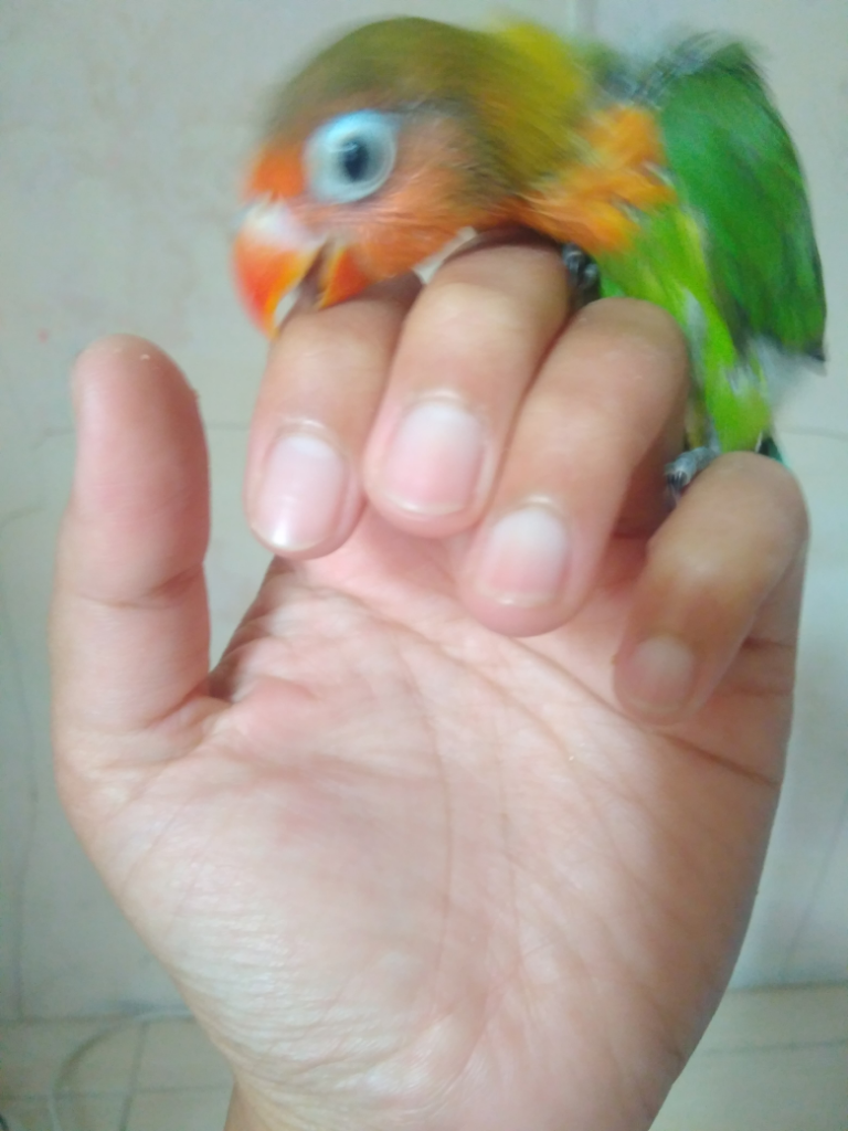 Lovebird dan Kenari, Pelepas Jenuh Kala Social Distancing