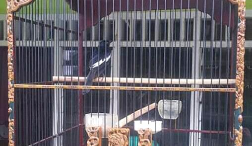 Burung Murai Batuku, Bersuara Merdu dan Sering Juara!