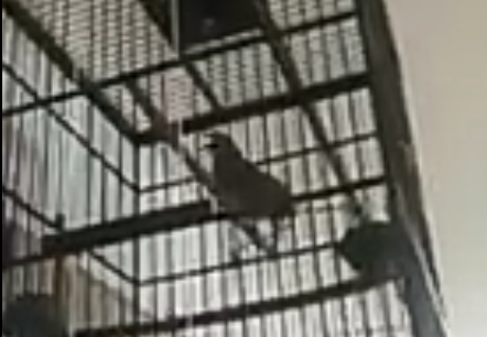 Burung Murai Batuku, Bersuara Merdu dan Sering Juara!