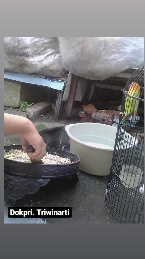 Simple dan Menyenangkan Merawat Lovebird Kesayangan Dengan Anak, Nomor 2 Seru Banget!