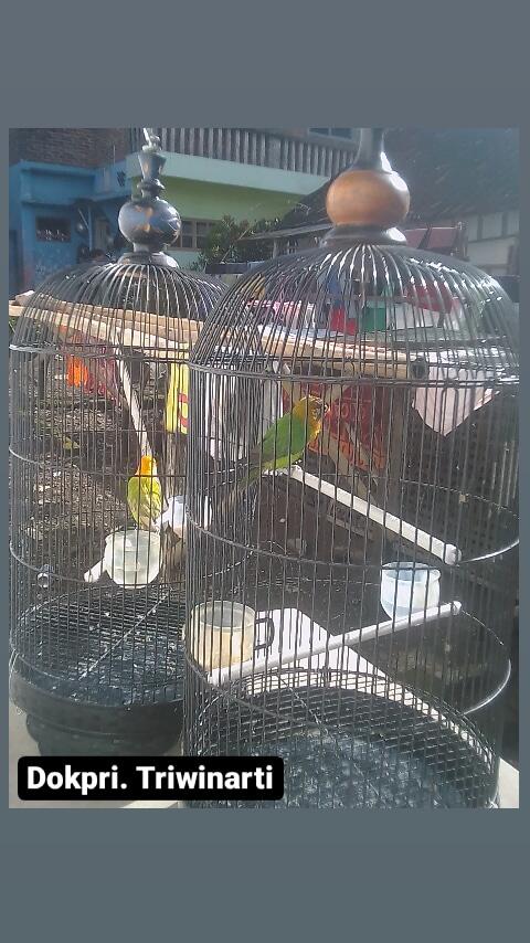 Simple dan Menyenangkan Merawat Lovebird Kesayangan Dengan Anak, Nomor 2 Seru Banget!