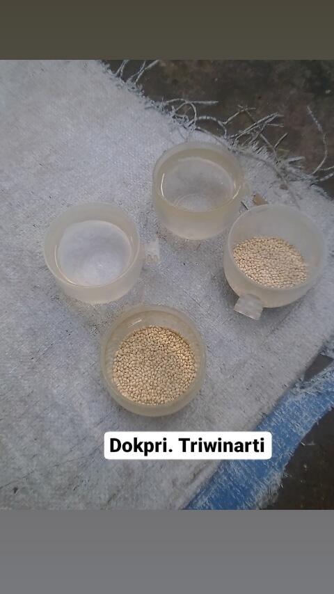 Simple dan Menyenangkan Merawat Lovebird Kesayangan Dengan Anak, Nomor 2 Seru Banget!