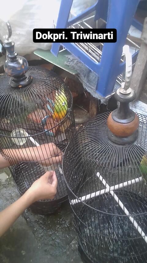 Simple dan Menyenangkan Merawat Lovebird Kesayangan Dengan Anak, Nomor 2 Seru Banget!