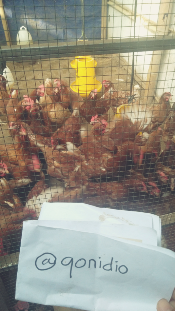 Ayam Petelor di Kandang Murahan Nih, Kepoin Yuk! 