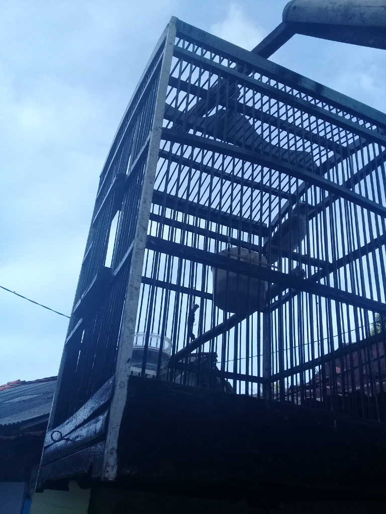 Burung Trucukan, Gimana Cara Merawatnya?