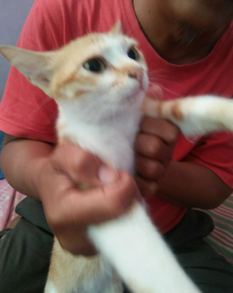 Kucing Teman dalam Rumah
