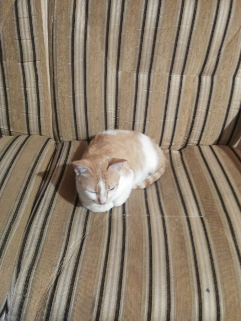 Kucing Teman dalam Rumah