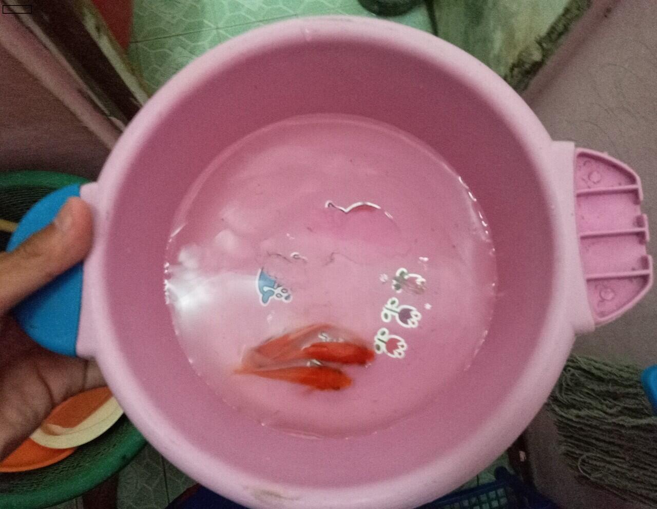 Ikan Bule, Belia, dan Delia yang saya pelihara dirumah itu bikin gemesin loh,Yuk liat