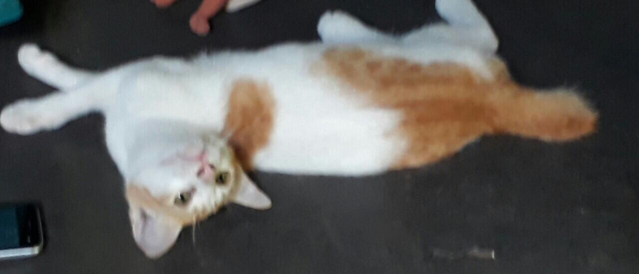 Antara Corona, Stay At Home dan Omengkubusug