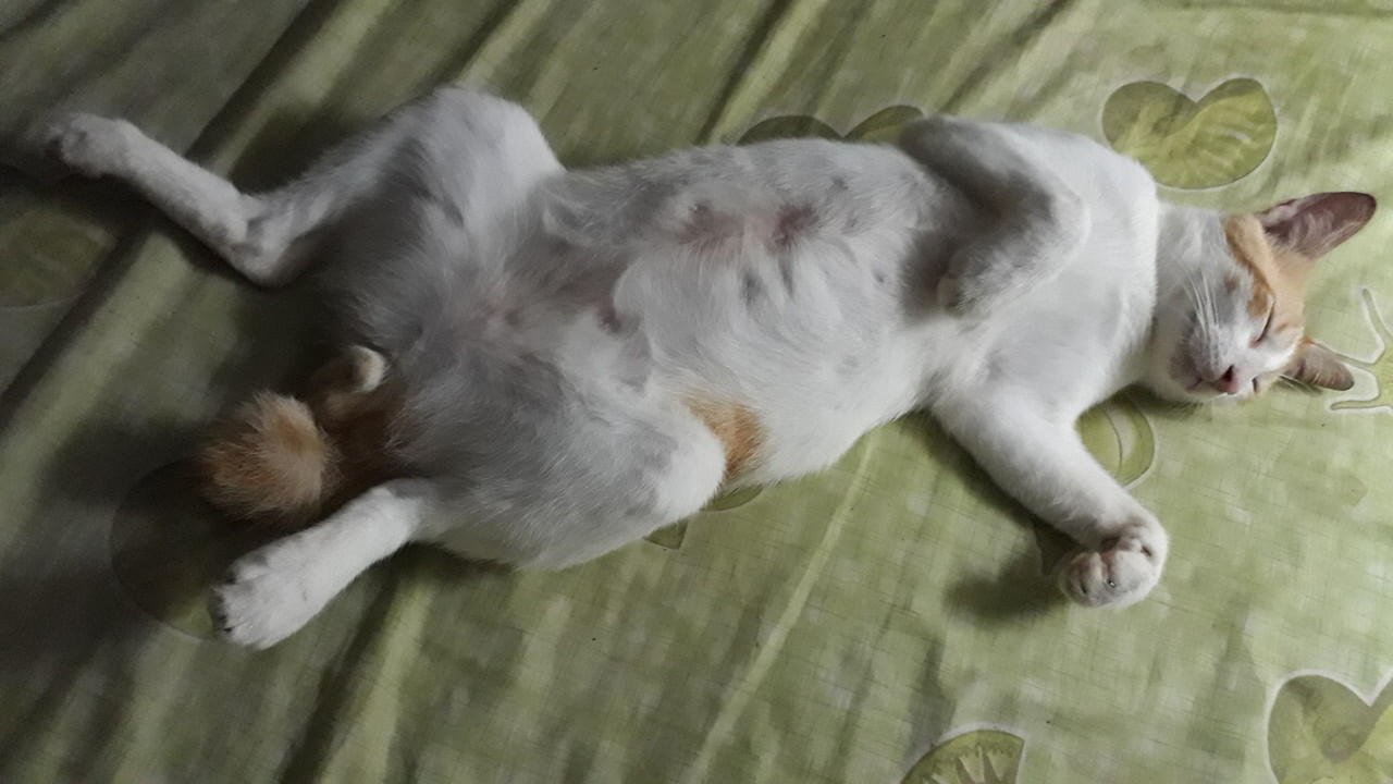 Antara Corona, Stay At Home dan Omengkubusug