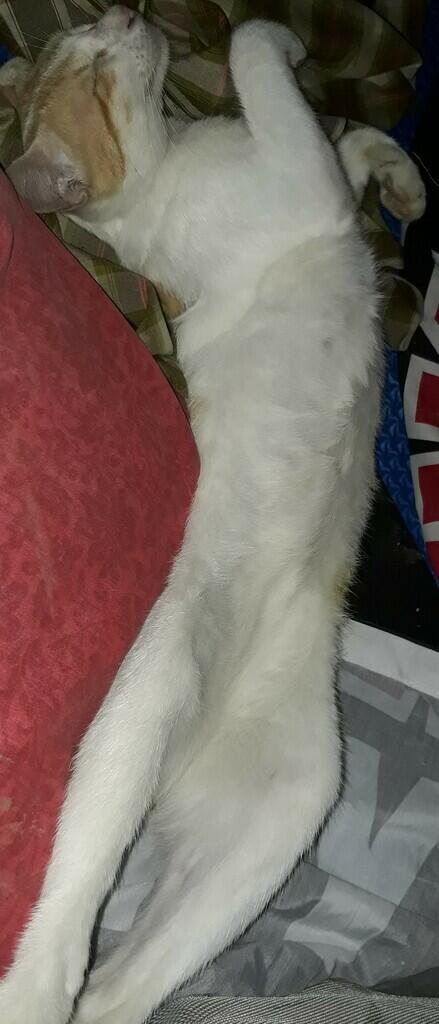 Antara Corona, Stay At Home dan Omengkubusug