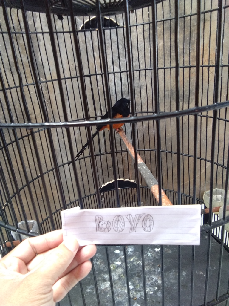 Burung Murai Batu Yang Lucu Dan Penuh Kenangan