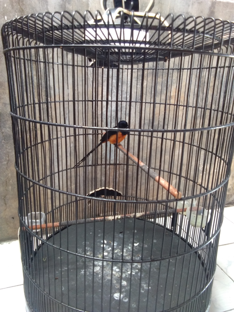 Burung Murai Batu Yang Lucu Dan Penuh Kenangan