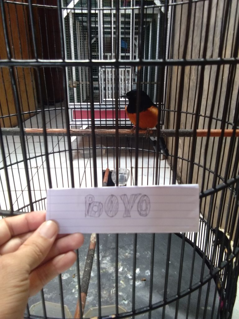 Burung Murai Batu Yang Lucu Dan Penuh Kenangan