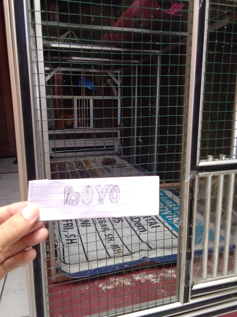 Burung Murai Batu Yang Lucu Dan Penuh Kenangan