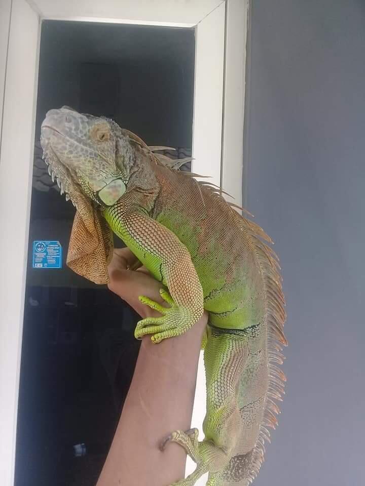 Pelihara Iguana Mumpung Dirumah