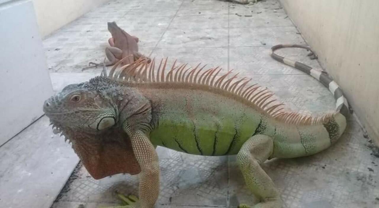 Pelihara Iguana Mumpung Dirumah