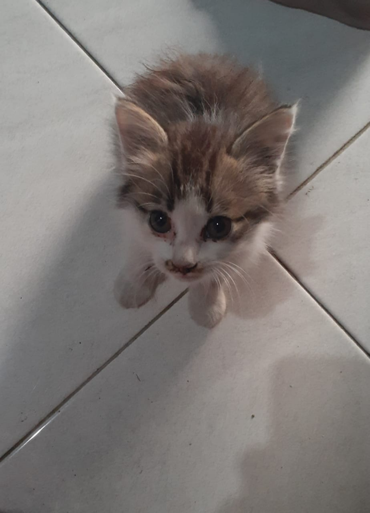 Kucing adopsi, kucingku yang comel