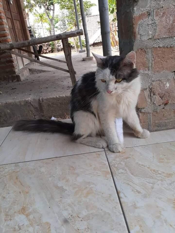 Kucing adopsi, kucingku yang comel