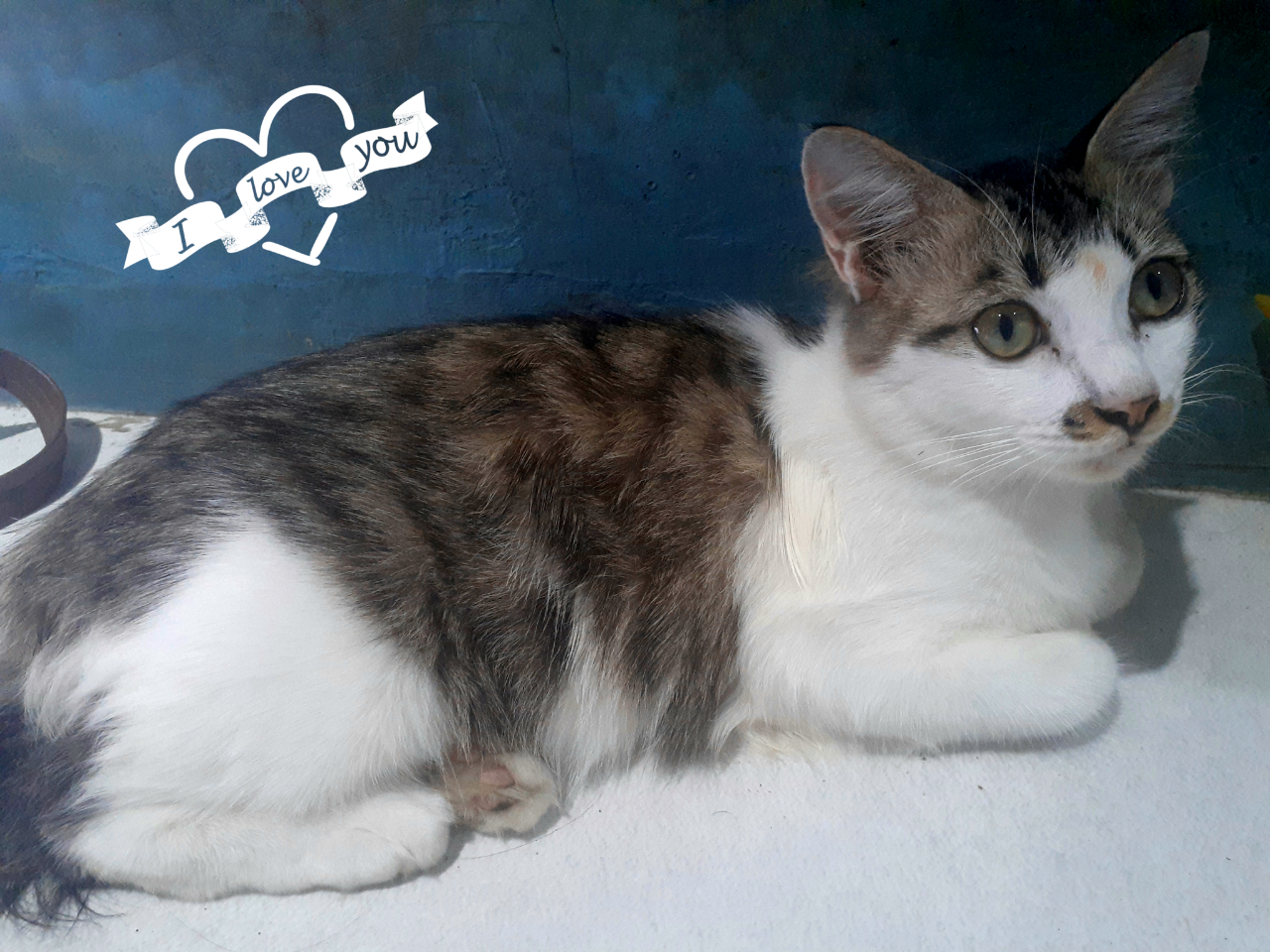 Kucing adopsi, kucingku yang comel