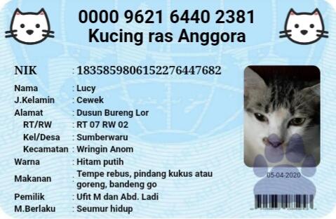 Kucing adopsi, kucingku yang comel