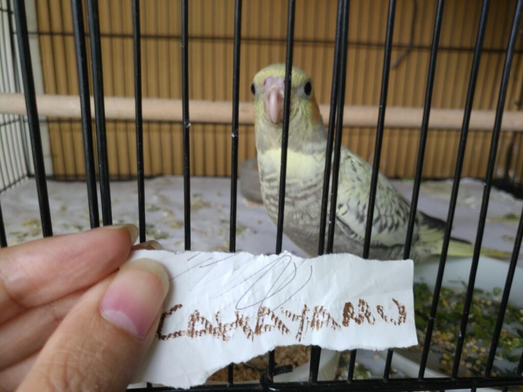 Serunya Merawat Burung Mungil Nan Pintar Dari Anakan Hingga Tumbuh Dewasa