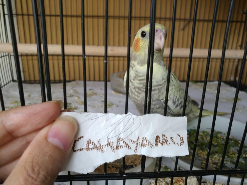 Serunya Merawat Burung Mungil Nan Pintar Dari Anakan Hingga Tumbuh Dewasa